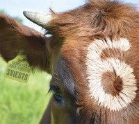 VA - Sviests Vol. 6 CD VA - Sviests Vol. 6 CD